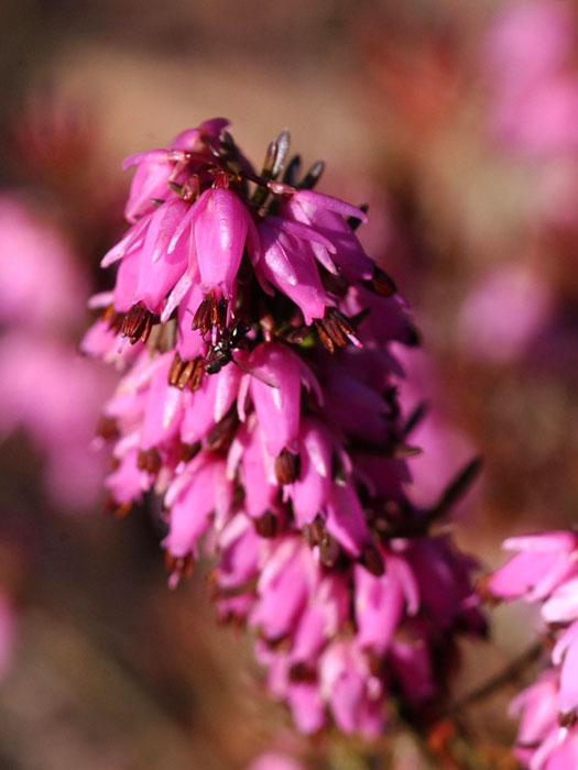 Blütenstand der Schneeheide 'Rosalie'