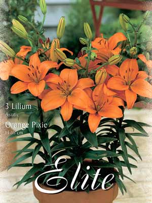 Topf- und Beet-Lilie 'Orange Pixie', Lilium (Art.Nr. 521782)