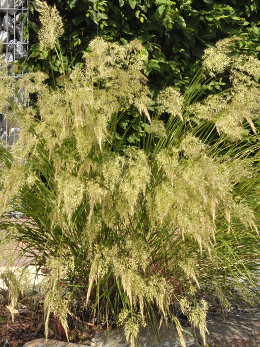 Achnatherum calamagrostis, Silber-Ährengras, Föhngras, Ränkegras