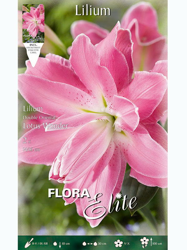 Orientalische Lilien-Hybride 'Lotus Wonder', Lilium (Art.Nr. 5217315)