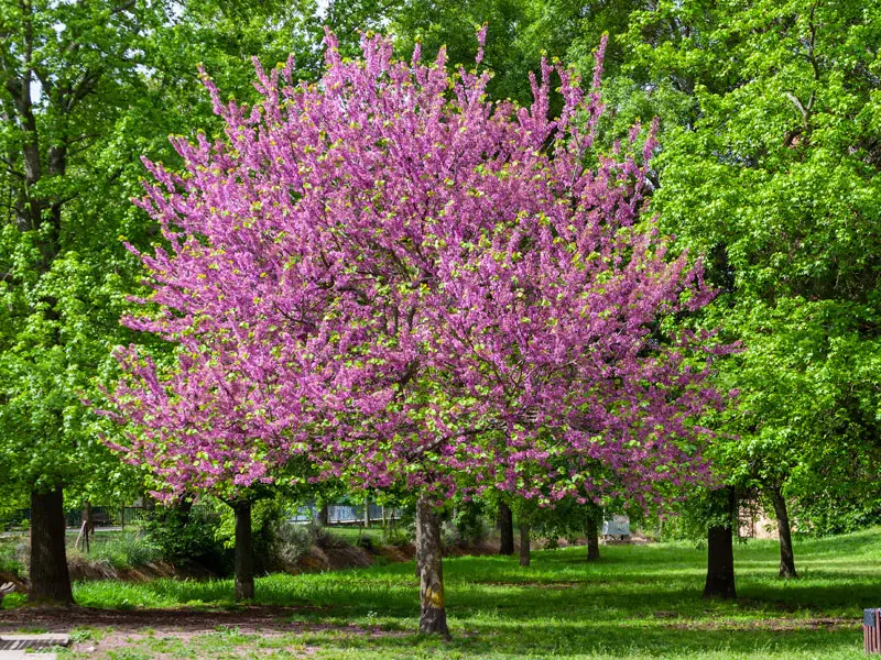 Cercis canadensis 'Forest Pansy', Kanadischer Judasbaum - Hochstamm