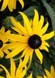 rudbeckia-fulgida-goldsturm56d960c43a822