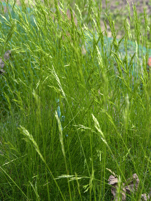 Festuca gautieri (scoparia) (M), Bärenfell-Schwingel