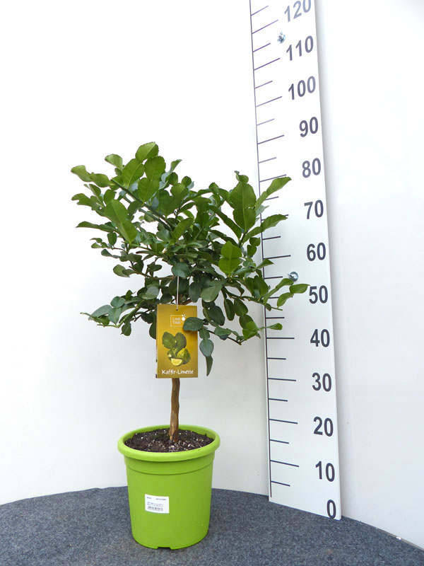 Limettenbaum 'Kaffir-Limette' - Lime Time®