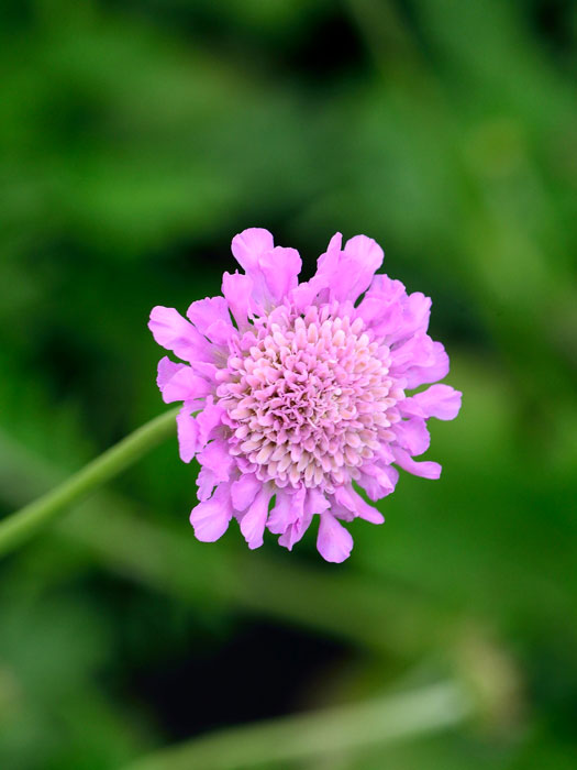 Scabiosa columbaria 'Pink Mist', Tauben-Skabiose