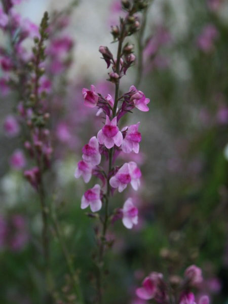 Linaria purpurea 'Canon J. Went', Rosa Leinkraut