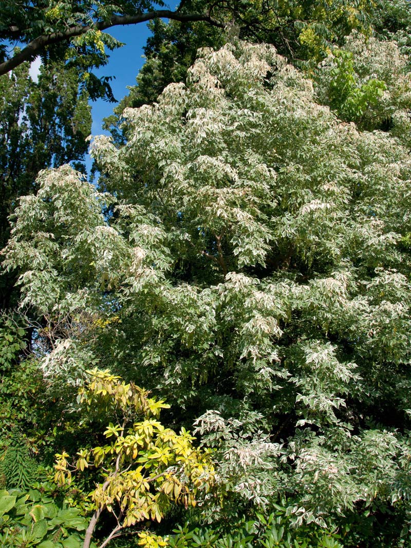 Acer negundo 'Flamingo', Buntlaubiger Eschenahorn