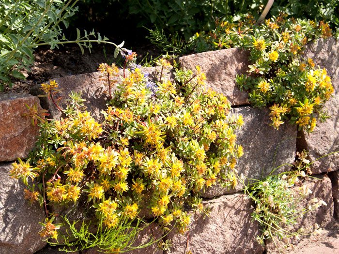 Sedum floriferum 'Weihenstephaner Gold', Gelbe Fetthenne, Gold-Mauerpfeffer, Fettblatt, Steinbrech