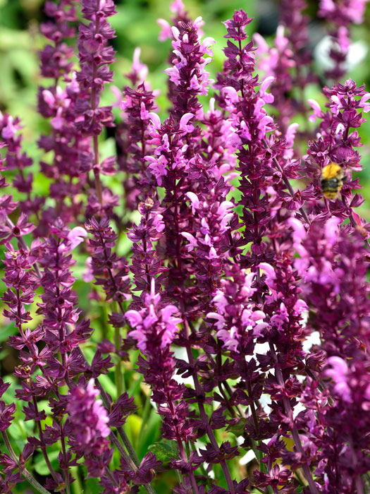 Salvia nemorosa 'Rosakönigin' ('Rose Queen') (M), Steppensalbei