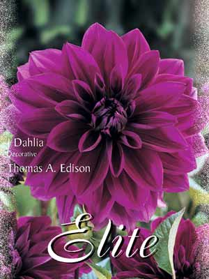 Schmuck-Dahlie 'Thomas A. Edison', Dahlia (Art.Nr. 520200)