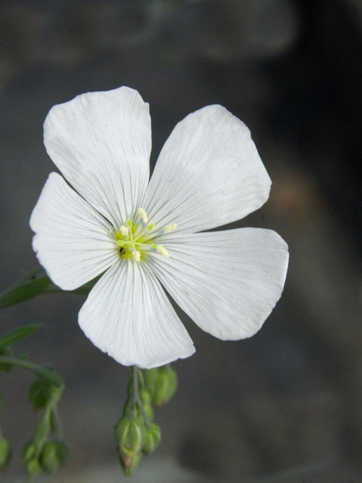 Linum perenne 'Nanum Diamant', Weißer Staudenlein, Gartenlein, Gartenflachs