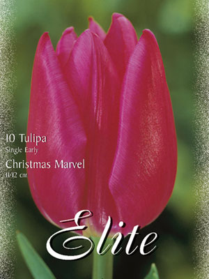 Einfache frühe Tulpe 'Christmas Marvel' (Art.Nr. 595104)