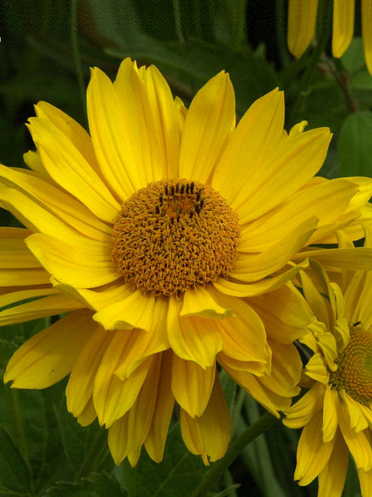 Heliopsis scabra 'Venus', Sonnenauge