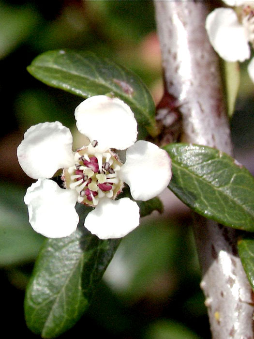 Blüte der Kriechmispel 'Coral Beauty'