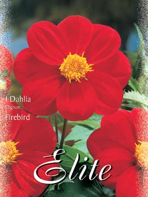 Mignon-Dahlie 'Firebird', Dahlia (Art.Nr. 520560)