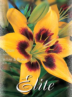 Asiatische Lilien-Hybride 'Yellow and Brown', Lilium (Art.Nr. 521692)