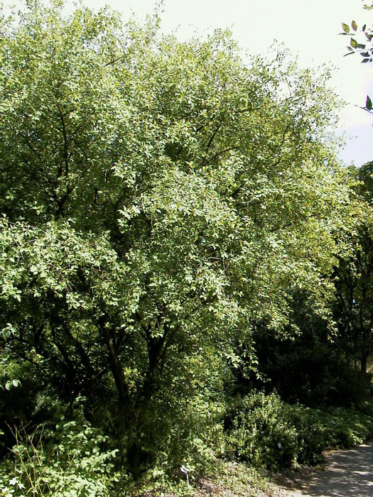 Bild eines Euonymus europaeus