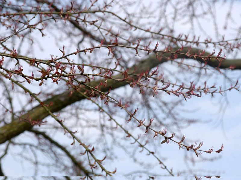 Cercidiphyllum japonicum, Kuchenbaum