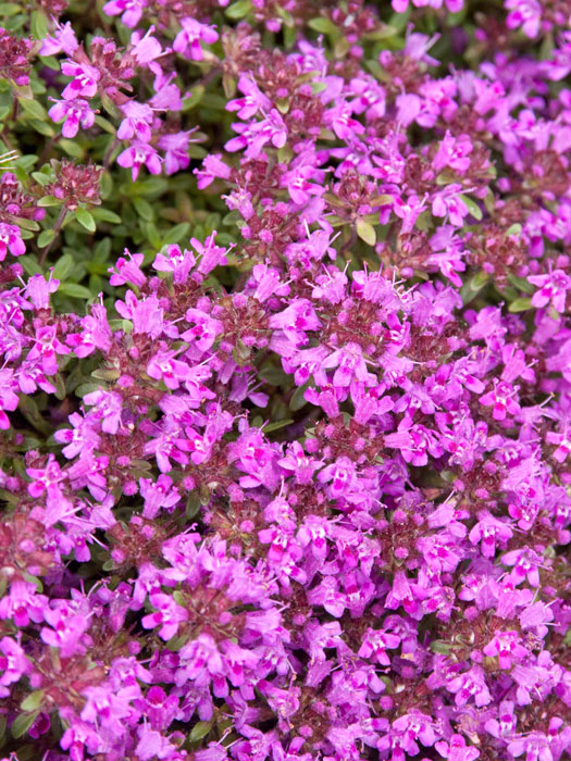 Thymus serpyllum 'Coccineus' (M), Roter Sandthymian, Teppich-Thymian