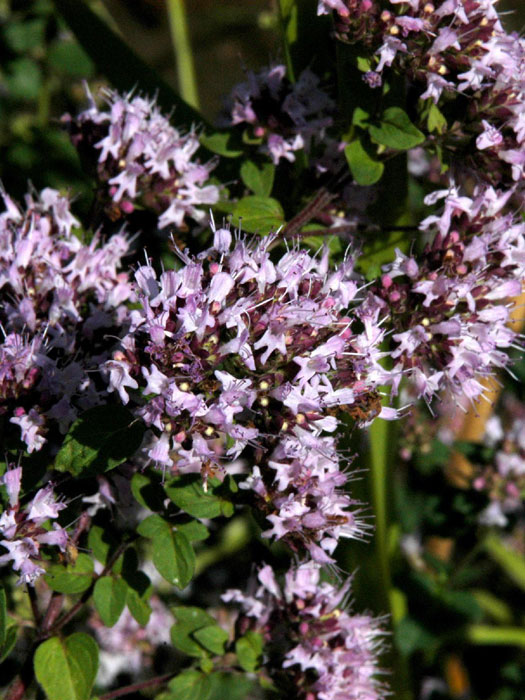 Majoran, Origanum majorana