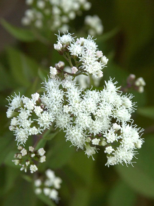 Eupatorium rugosum 'Chocolate', braunblättriger Wasserdost, Riesenschirm