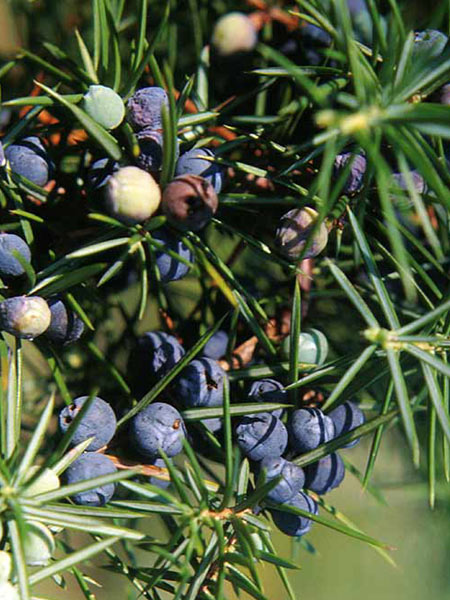 Juniperus communis, Gemeiner Wacholder