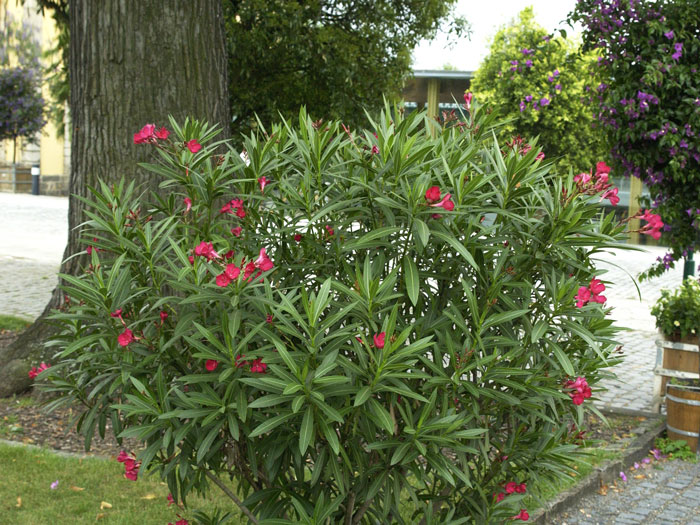 Nerium oleander, Oleander