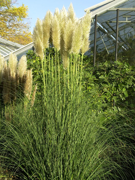 Cortaderia selloana 'Pumila', Kleines Pampasgras