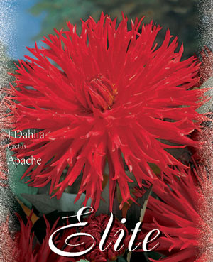 Kaktus-Dahlie 'Apache', Dahlia (Art.Nr. 520004)