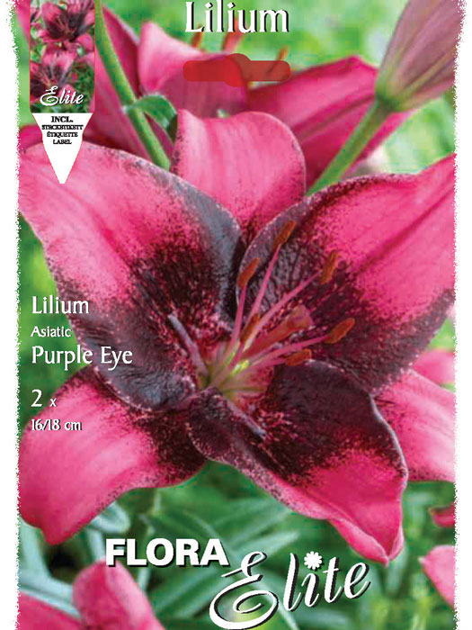 Asiatische Lilien-Hybride 'Purple Eye', Lilium (Art.Nr. 521673)