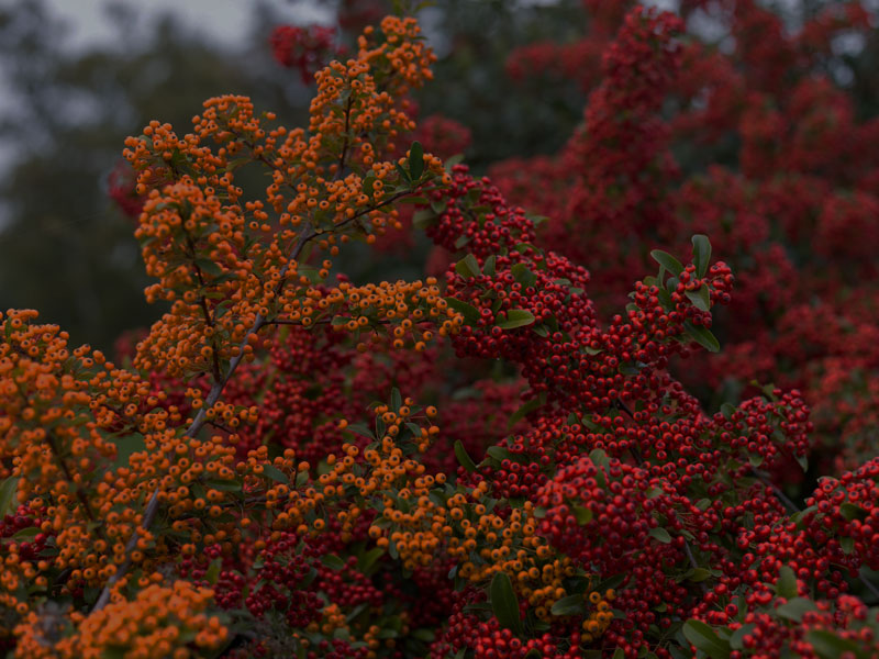 Pyracantha-Portraet