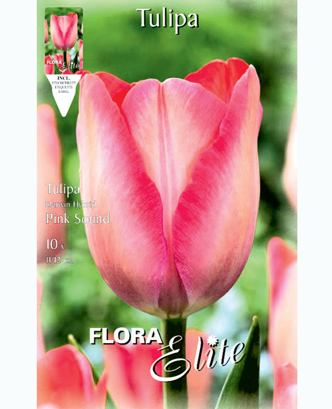 Darwin-Hybrid-Tulpe 'Pink Sound' (Art.Nr. 5953115)