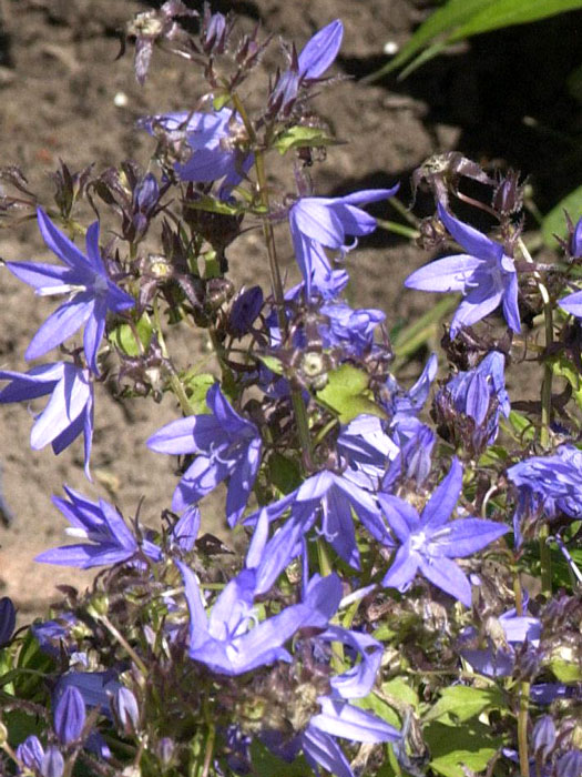 Campanula poscharskyana 'Blauranke' (M), Hängepolster-Glockenblume, Dalmatische Glockenblume