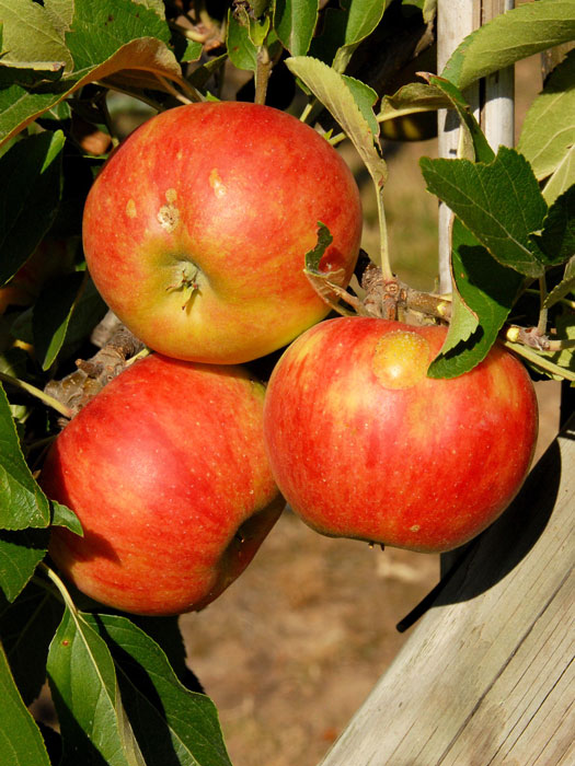 Apfel Elstar