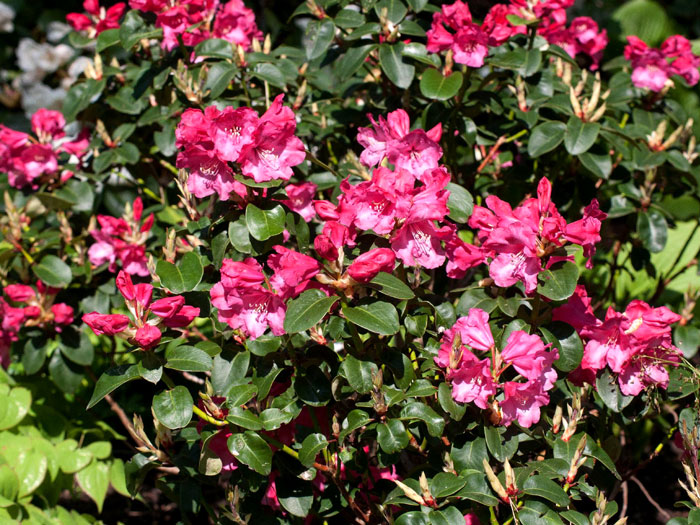 Rhododendron will. 'Gartendirektor Glocker'