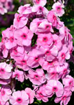 phlox-fondant-fancy56d9605fc43dd