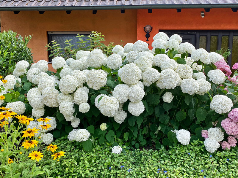 Hydrangea arborescens 'Strong Annabelle', Schneeball-Hortensie