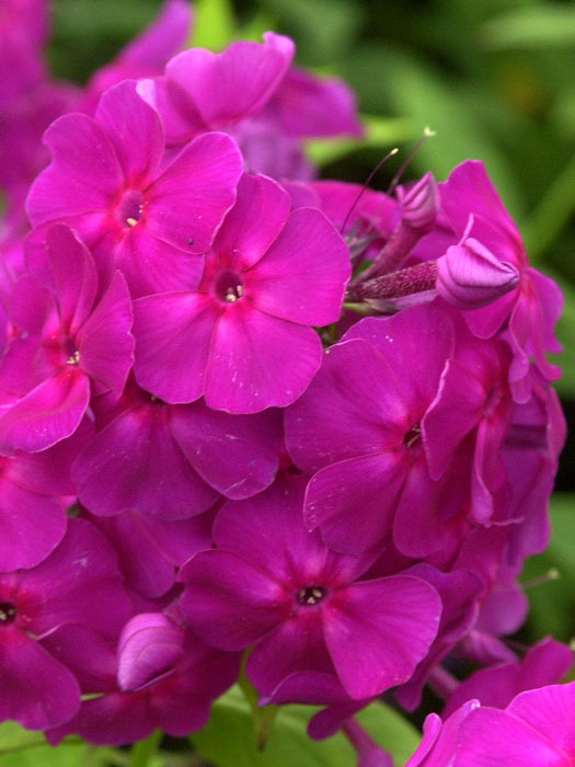 Phlox paniculata 'Düsterlohe' (M), Flammenblume, Sommerphlox