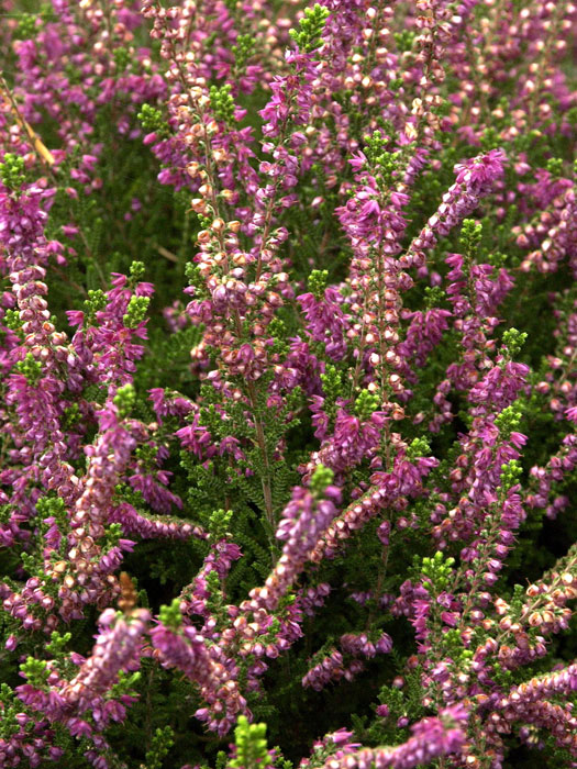 Dunkelviolette Blüte der Besenheide 'Allegro'