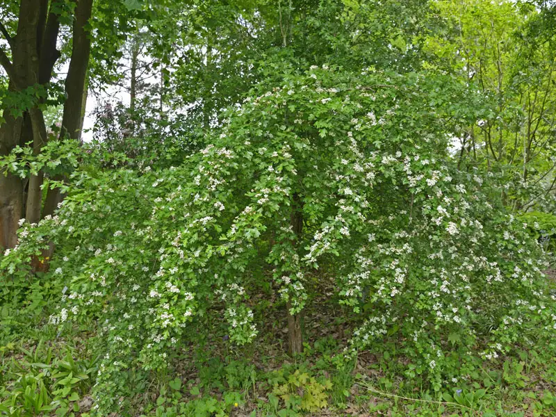 Eingriffliger Weissdorn als Staemmchen