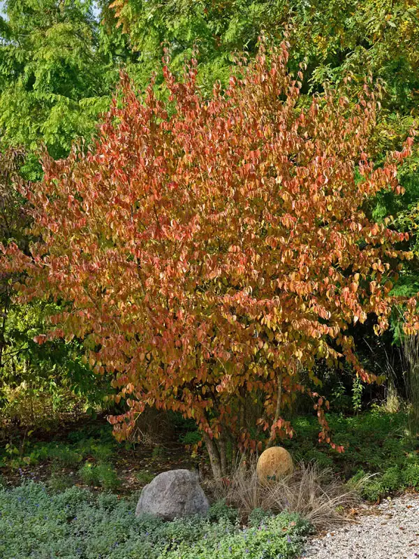 Strauch einer Kornelkirsche mit Herbstfaerbung