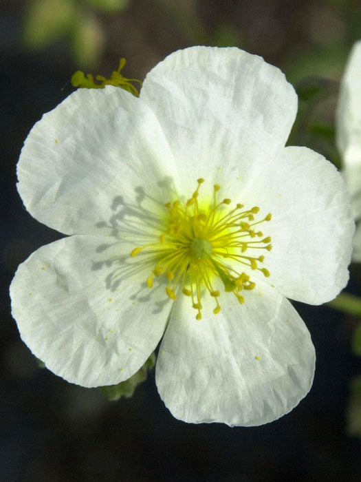 Einzelblüte des Garten-Sonnenröschens 'Eisbär'