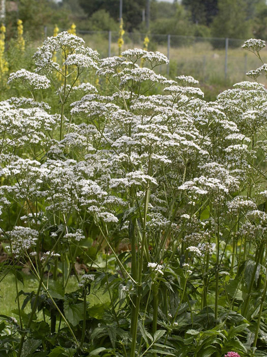 Baldrian, Katzenkraut, Valeriana officinalis