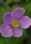 anemone-rosenschale56d6ea3431b5d