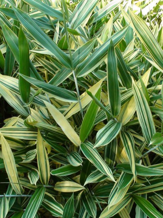 Sasaella glabra (masmuneana) 'Albostriata', Gestreifter Zwerg-Bambus