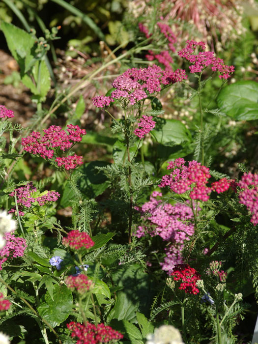 Achillea millefolium 'Cerise Queen', Schafgarbe