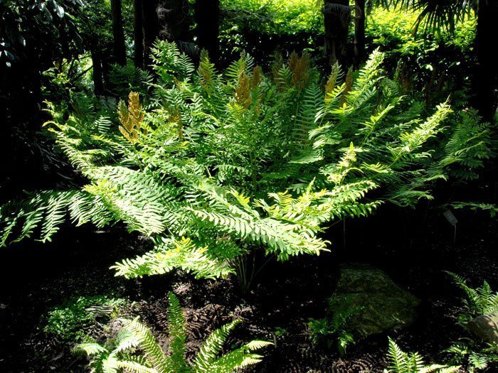 Osmunda regalis, Königsfarn