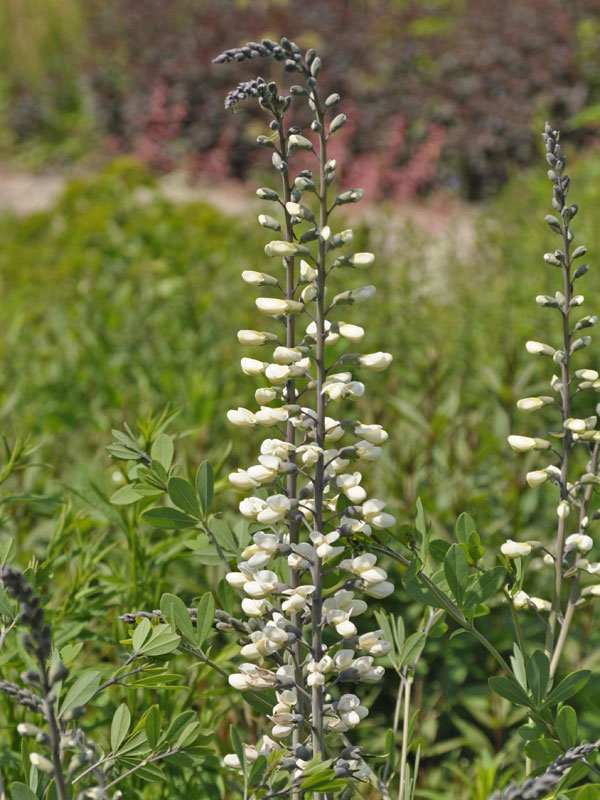 Blütenansätze einer Baptisia 'Vanilla Cream' ®