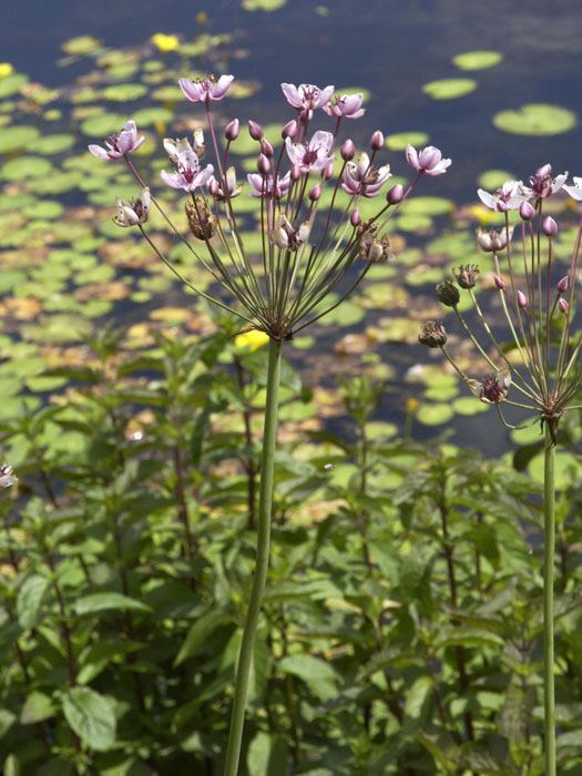 Butomus umbellatus,  Schwanenhals, Blumenbinse