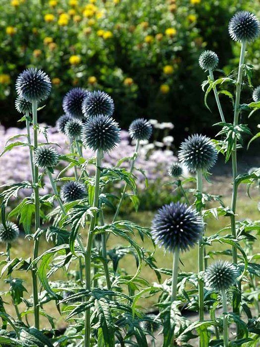 Echinops bannaticus 'Blue Glow', Kugeldistel, Balkan-Kugeldistel